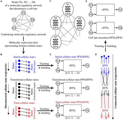 Boolean Feedforward Neural Network Modeling of Molecular Regulatory Networks for Cellular State Conversion